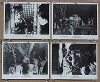 #203 BRIDES OF BLOOD 4 8x10s '68 Ashley 