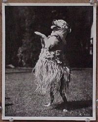 #005 PETE THE PUP DANCING IN HULA SKIRT 8x10 