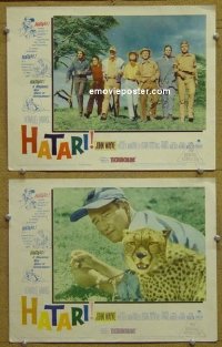 #5642 HATARI 2 LCs62 John Wayne, Howard Hawks 