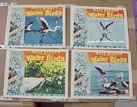 #679 WATER BIRDS 4 LCs '52 Walt Disney 