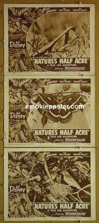 Y908 NATURE'S HALF ACRE 3 lobby cards '51 Walt Disney