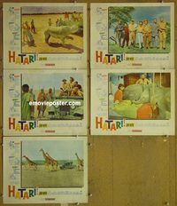 e567 HATARI 5 vintage movie lobby cards '62 John Wayne, Howard Hawks