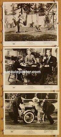 u811 SHAGGY DOG 3 8x10 movie stills '59 Disney, Fred MacMurray