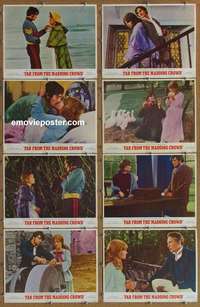 j257 FAR FROM THE MADDING CROWD 8 movie lobby cards '68 Christie