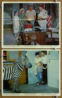 m164 ZEBRA IN THE KITCHEN 2 Eng/US color 8