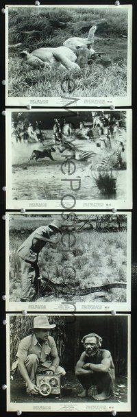 3s238 AFRICAN SAFARI 4 8x10 movie stills '70 jungle documentary, cool images of deadly wild animals!