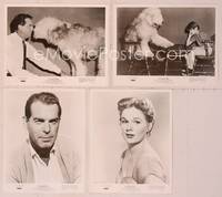 8d247 SHAGGY DOG 37 8x10 stills '59 Disney, Fred MacMurray in the funniest sheep dog story ever!