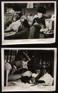 8k030 BAREFOOT EXECUTIVE 16 8x10 stills '71 Disney, Kurt Russell, Joe Flynn & wacky chimp!