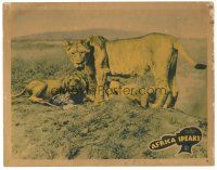 5j334 AFRICA SPEAKS LC '30 jungle documentary, cool image of lions & kill!