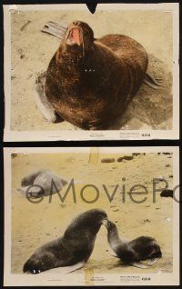 8a200 SEAL ISLAND 4 color 8x10 stills '49 Disney True Life documentary cool animal images!