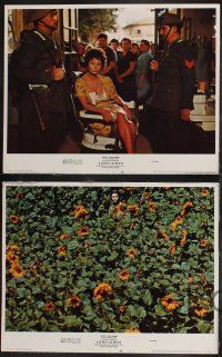 8f434 SUNFLOWER 8 LCs '70 Vittorio De Sica's I Girasoli, Sophia Loren, Marcello Mastroianni