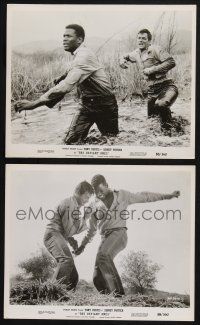 8r874 DEFIANT ONES 2 8x10 stills '58 escaped cons Tony Curtis & Sidney Poitier try to break chains!