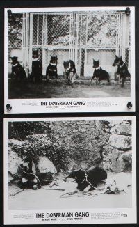 8r333 DOBERMAN GANG 13 8x10 stills '72 Byron Mabe, Hal Reed, cool images of canine bank robbery!