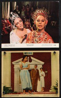 8r149 ELIZABETH TAYLOR 7 color 8x10 stills '60s-70s w/ Hudson in Giant, Taming of the Shrew, more!