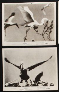 1x658 WATER BIRDS 8 8x10 stills '52 Walt Disney True Life Adventure, Pelicans & other avians!