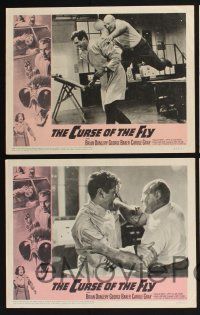 3d152 CURSE OF THE FLY 8 LCs '65 Brian Donlevy, English sci-fi monster sequel!