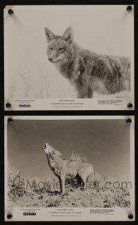 5s923 COUNTRY COYOTE GOES HOLLYWOOD 2 8x10 stills '65 Walt Disney, great images of the canine!