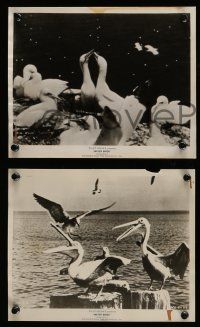 5x906 WATER BIRDS 3 8x10 stills R64 Walt Disney True Life Adventure, Pelicans & other avians!