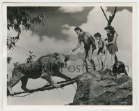 6h866 TARZAN'S SECRET TREASURE deluxe 8x10 still '41 Weissmuller, Sheffield & O'Sullivan by lion!