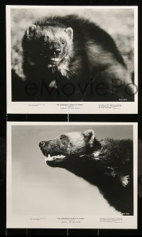 7s864 MINADO THE WOLVERINE 3 TV 8.25x10 stills 1965 the vicious creature hell-bent on revenge!