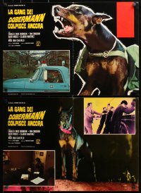 9p742 DARING DOBERMANS group of 8 Italian 18x26 pbustas 1974 Considine, killer Doberman Pinschers!