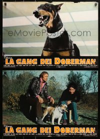 9p734 DOBERMAN GANG group of 12 Italian 18x26 pbustas 1973 cool images of canine bank robbery!