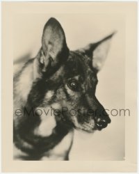 5s0357 RIN-TIN-TIN 11x14 still 1920s close up of the dog who saved Warner Bros. by Elmer Fryer!