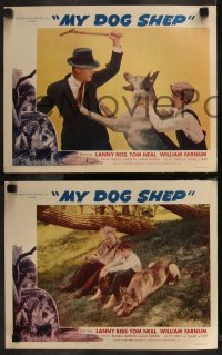 8g0906 MY DOG SHEP 6 LCs 1946 boy and his German Shepherd, adventure & romance roam the road!