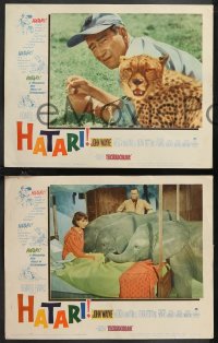 1f0767 HATARI 8 LCs 1962 Howard Hawks, John Wayne in Africa, Elsa Martinelli!