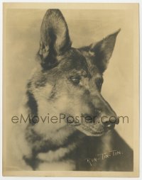 3t1558 RIN-TIN-TIN deluxe 7.5x9.5 fan photo 1930s portrait of the legendary German Shepherd dog!