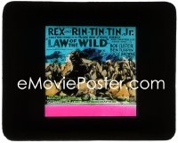 3t1257 LAW OF THE WILD glass slide 1934 Rin Tin Tin Jr. & Rex King of the Wild Horses, serial, rare!