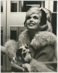 3y0258 JAYNE MANSFIELD deluxe English 9x11.5 news photo 1967 sexy Goldilocks with puppy by Goldblatt!