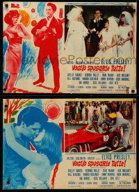 4c0263 SPINOUT set of 7 Italian 18x27 pbustas 1967 Elvis & sexy bikini babes, Fabares, ultra rare!