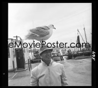 4m0338 BIRDS camera original 2.25x2.25 negative 1963 candid attack victim w/string attached to bird!