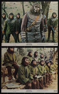 5j0676 BATTLE FOR THE PLANET OF THE APES 8 color 11x14 stills 1973 Roddy McDowall, sci-fi sequel!