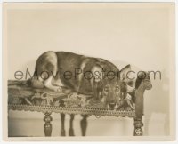 5t1362 RIN-TIN-TIN 8.25x10 still 1928 great candid portrait when he made Land of the Silver Fox!