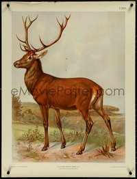 6w0317 THEODOR BRIEDWISER 25x33 Czech special poster 1950s great art of majestic elk, ultra rare!