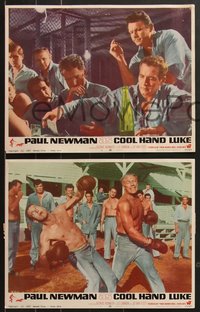 7f0834 COOL HAND LUKE 7 LCs 1967 great images of Paul Newman, George Kennedy & Dennis Hopper!