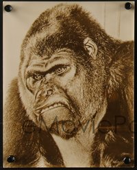 7j1174 MIGHTY JOE YOUNG 2 7.5x9.5 stills 1949 great image of real gorilla and close-up art!