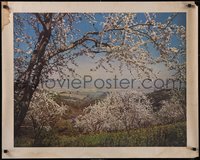 7r0272 SUNSWEET GROWERS 27x34 special poster 1946 image of blooming trees, ultra rare!