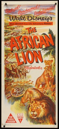 Australian Db African Lion JC01606 L